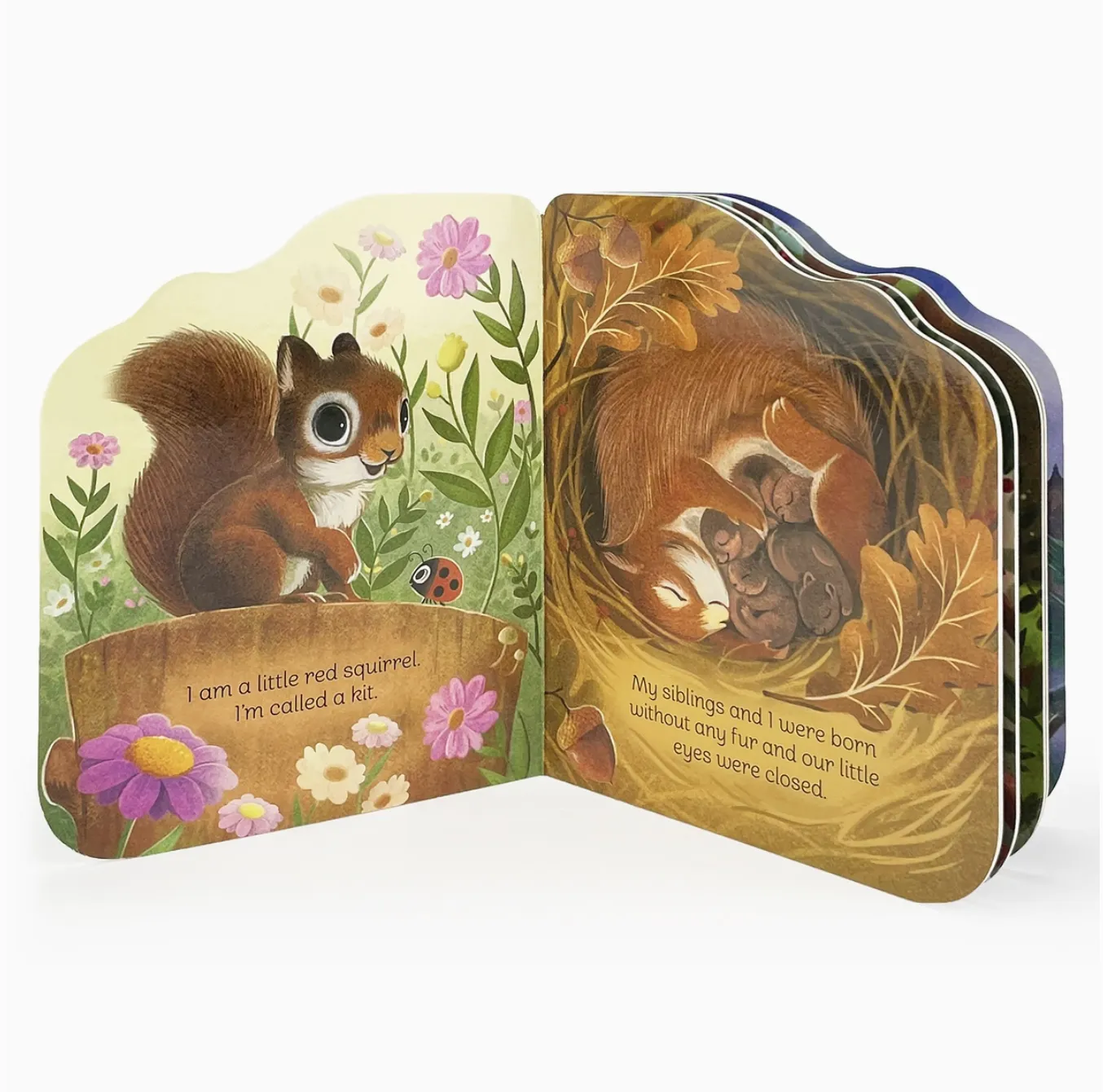 A Little Squirrel Shaped Board Book