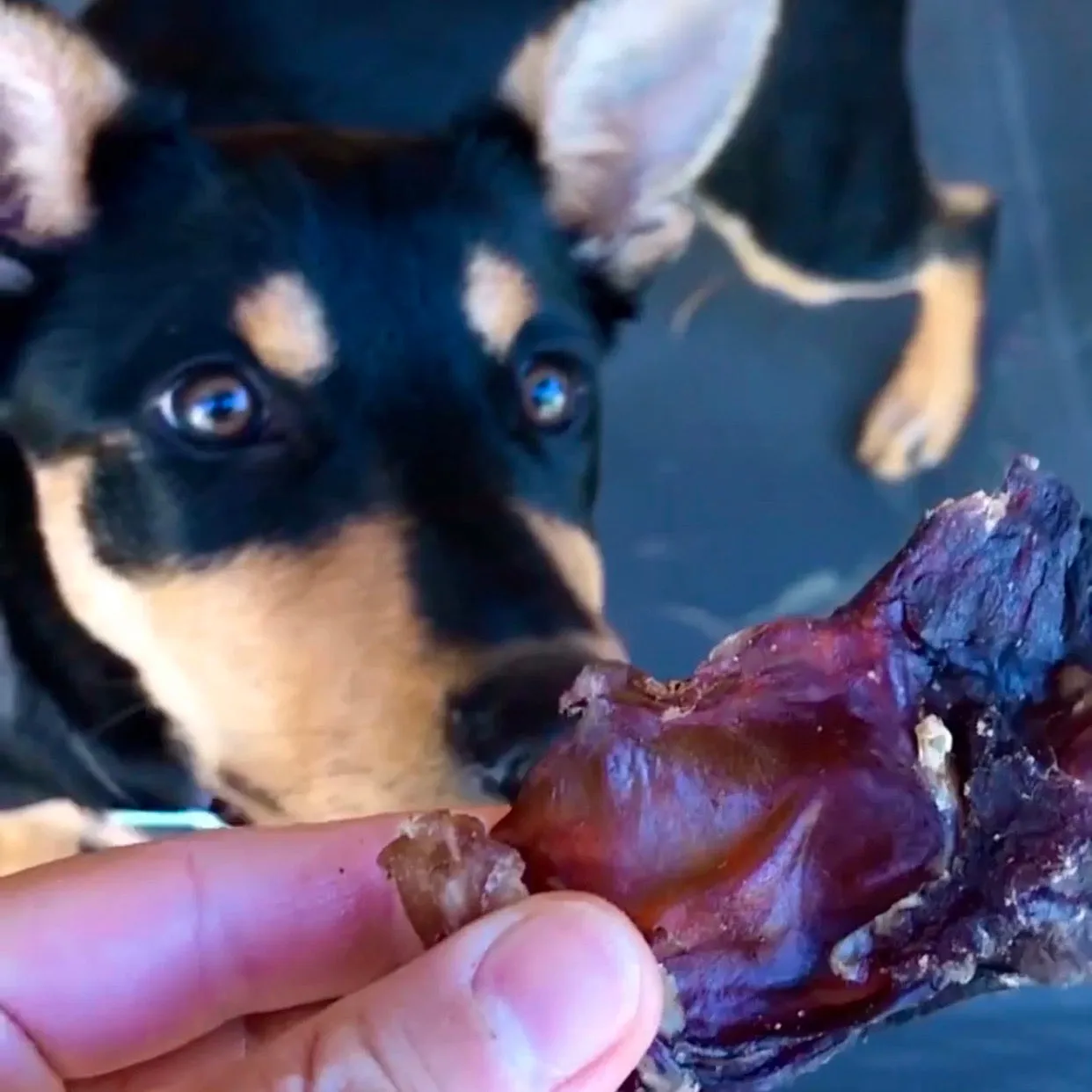 Roo Cartilage Chew